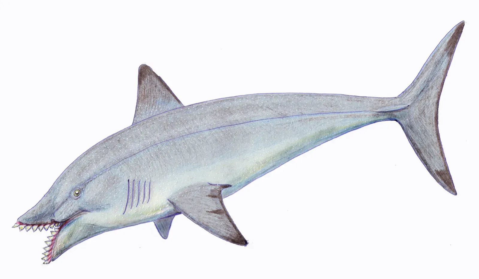 Liwia and Other Early Giant Sharks: Apex Predators Before the Super-Giant (dmitrchel@mail.ru, CC BY 3.0)