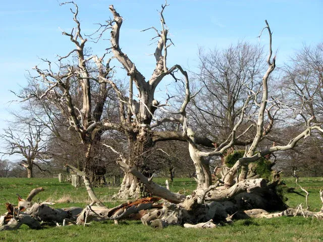 Why Earlier Forests Change Our Climate Narratives Today (From geograph.org.uk, CC BY-SA 2.0)