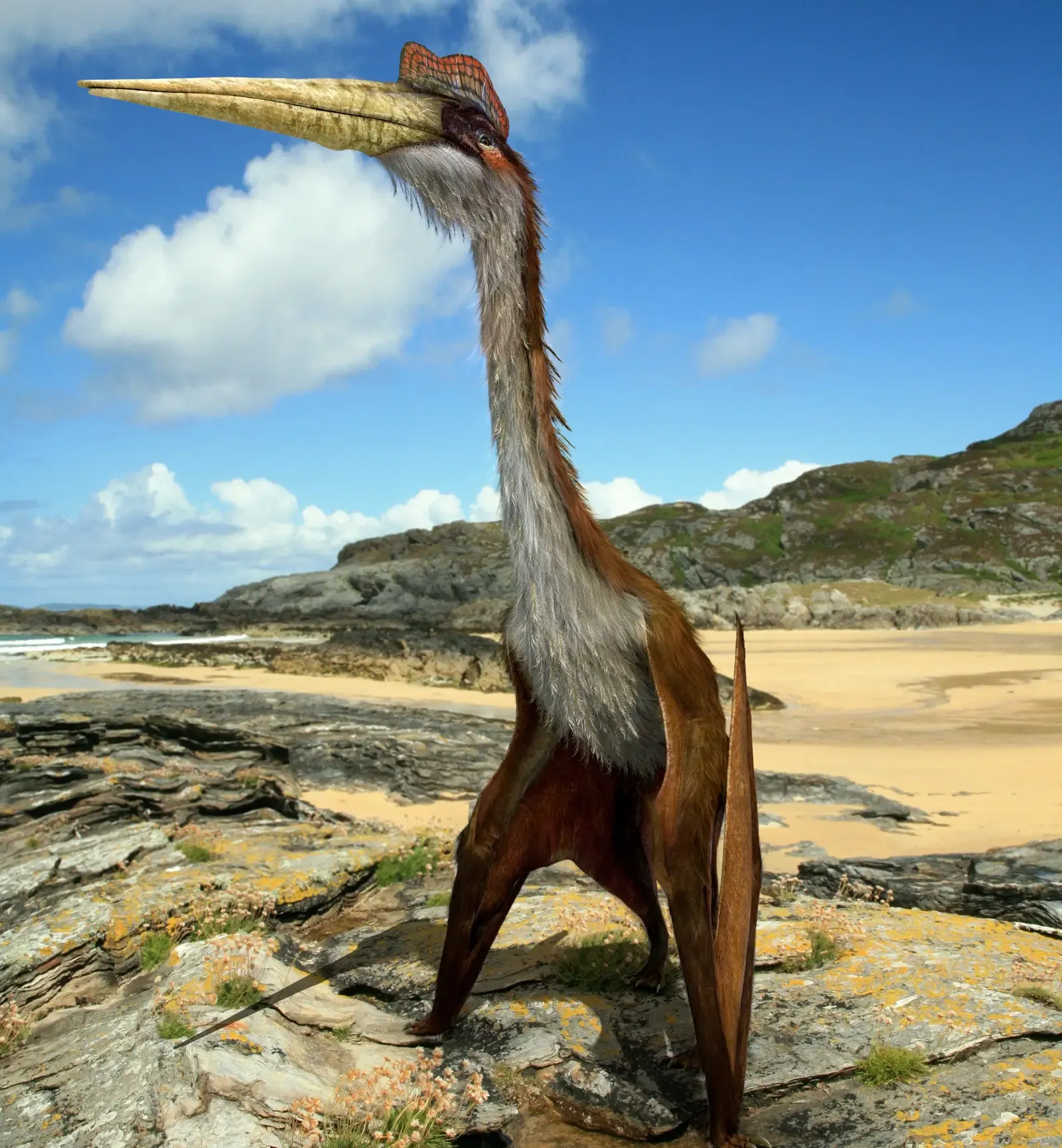 Conclusion: A Creature That Redefines Your Idea Of “Possible” (Image Credits: Wikimedia)