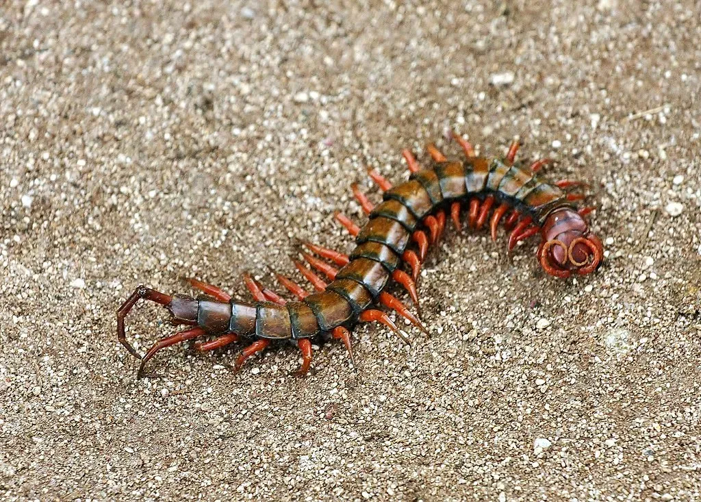 #6 - Centipedes (The Silent Predators) (ChodHound, Flickr, CC BY-SA 2.0)