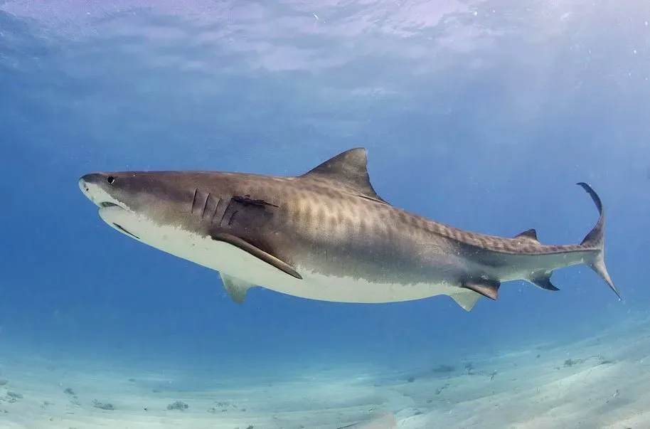 Leo: Tiger Shark – The Dramatic Royalty of the Deep (By Albert Kok, CC BY-SA 3.0)