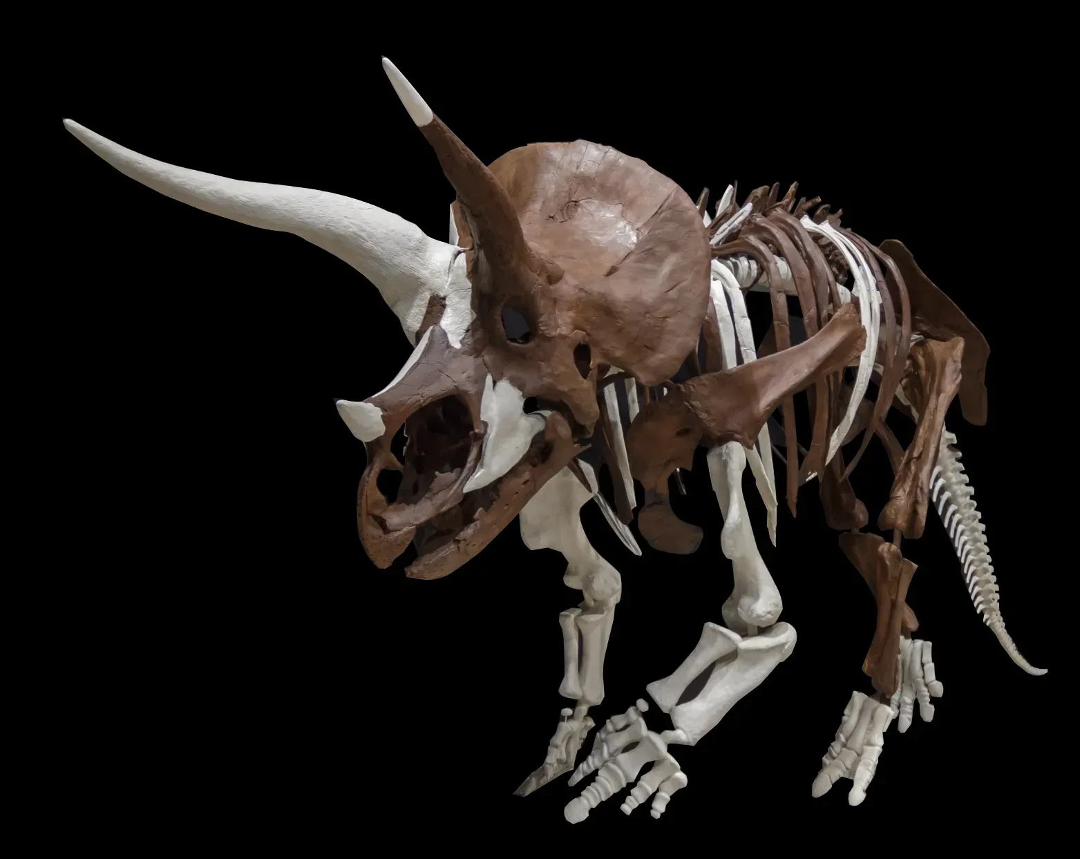 Sexual Maturity Timelines Were Not What Scientists Expected (Image Credits: Wikimedia)