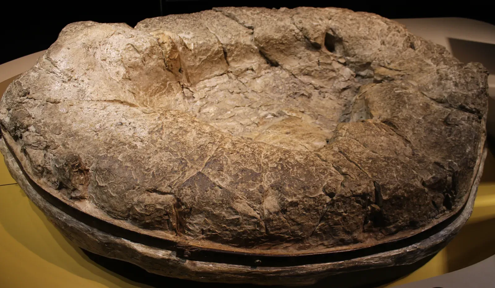 Every Step Likely Sent a Low Rumble Through the Earth (Flickr: Sauropod Footprint, CC BY 2.0)