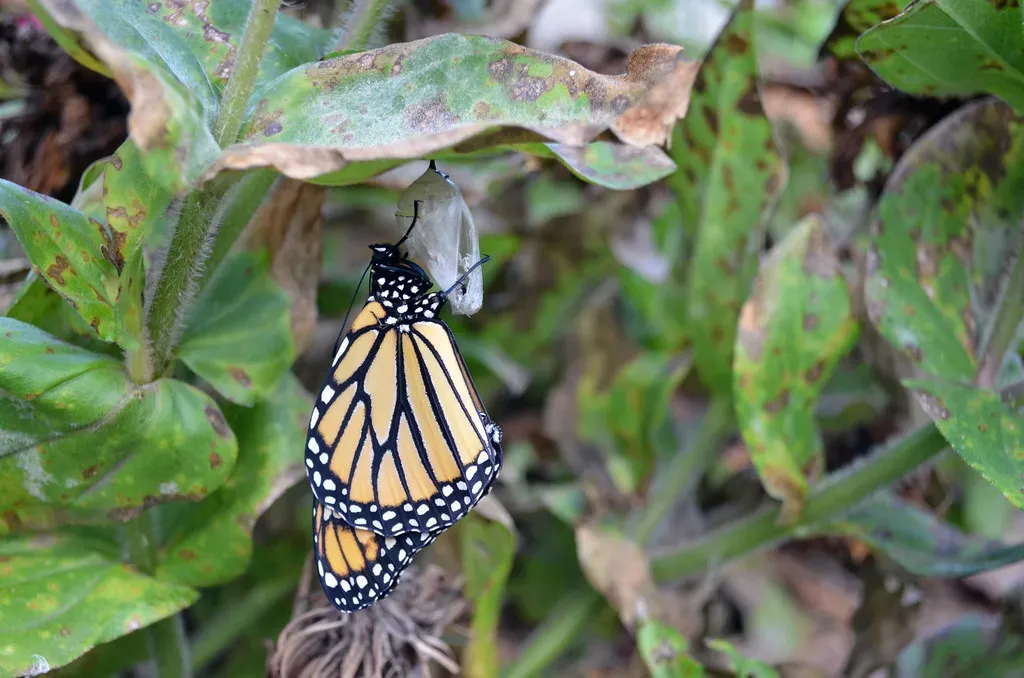 Transformation Power From the Butterfly Within (Image Credits: Flickr)