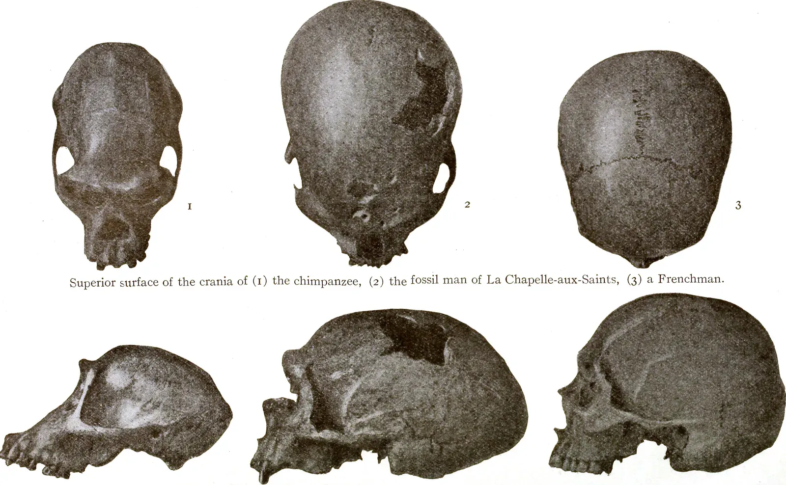 #10 - A "Particular Vision" of Evolution Sold as Settled Fact (By Internet Archive Book Images, No restrictions)