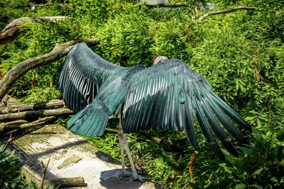 2. Flight: Feathers, Membranes, and Insect Airplanes (Image Credits: Pexels)