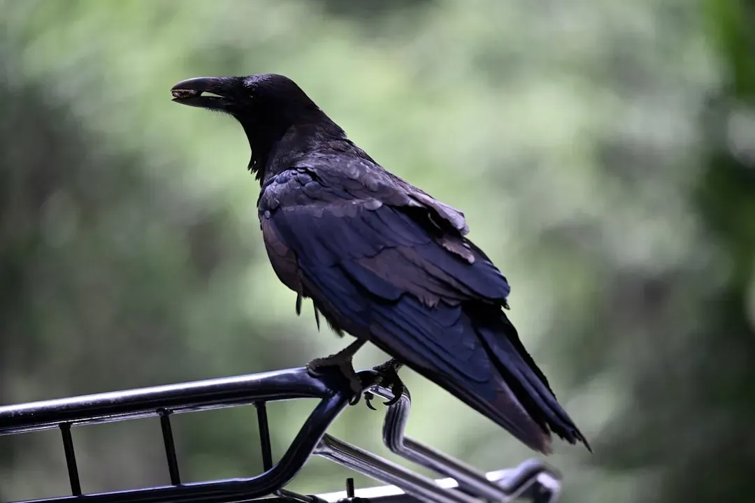 Conclusion: What Corvid Tools Really Tell Us About Intelligence (Image Credits: Unsplash)