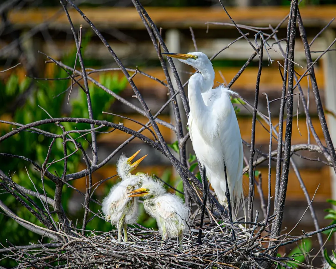 What Modern Birds Teach Us About Ancient Behavior (Image Credits: Unsplash)