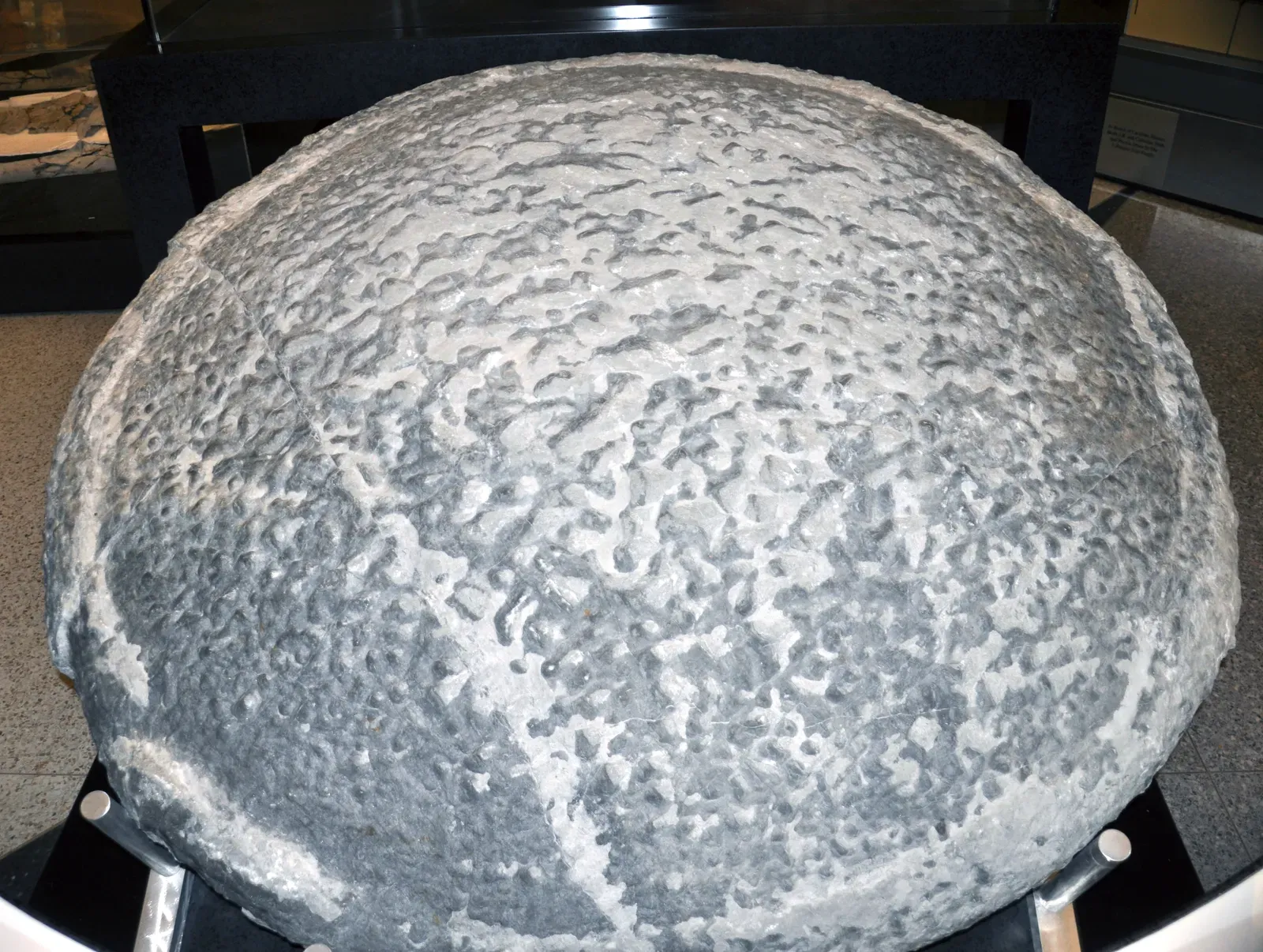 8. Precambrian Microfossils: The Tiny Pioneers That Shaped Our Atmosphere (Thrombolite-stromatolite (1.9 m diameter) (Conococheague Formation, Upper Cambrian; Boxley Materials Blue Ridge Quarry, Bedford County, Virginia, USA) 4, CC BY 2.0)