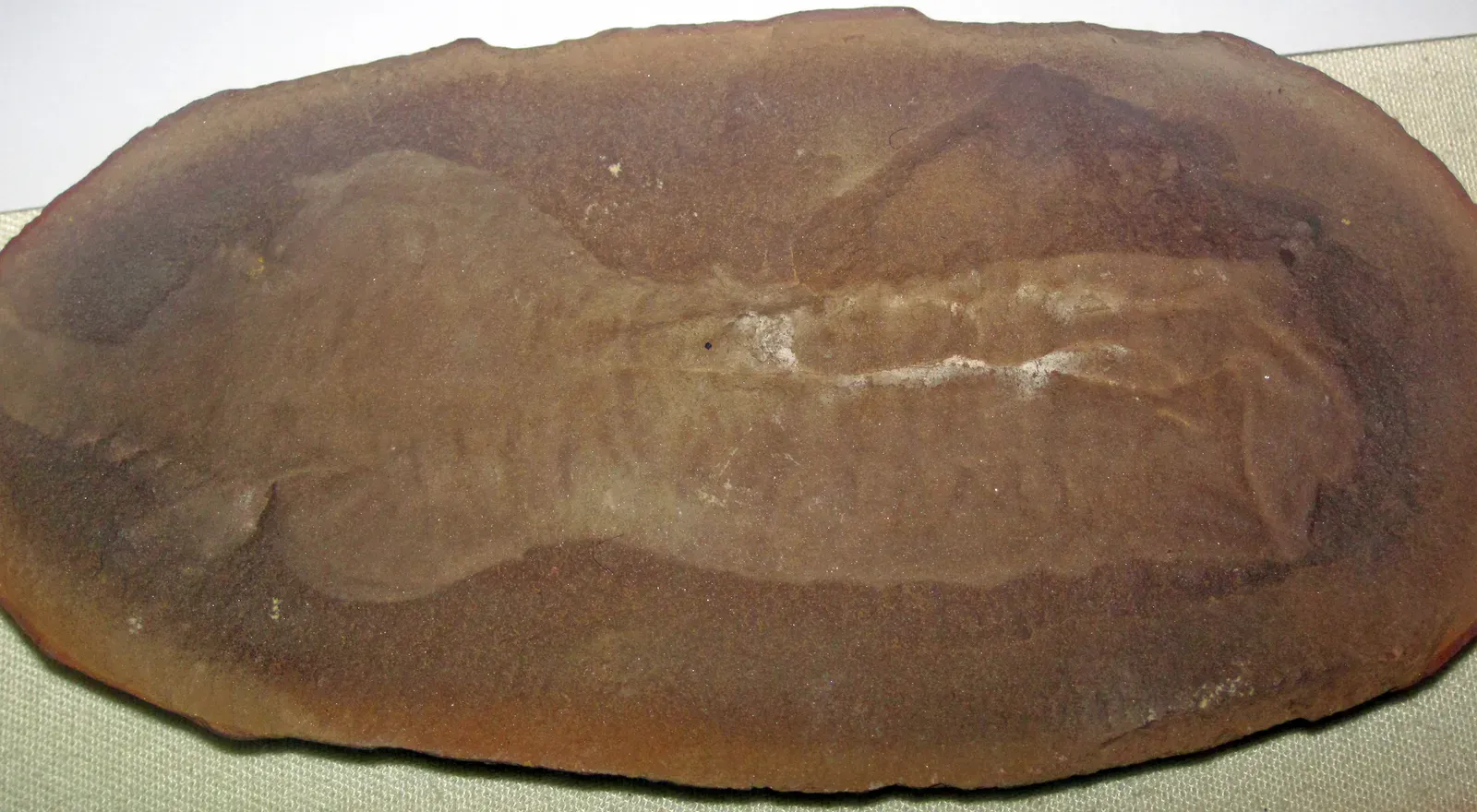 #1 - Tullimonstrum, the "Tully Monster" Still Defying Every Category (By James St. John, CC BY 2.0)