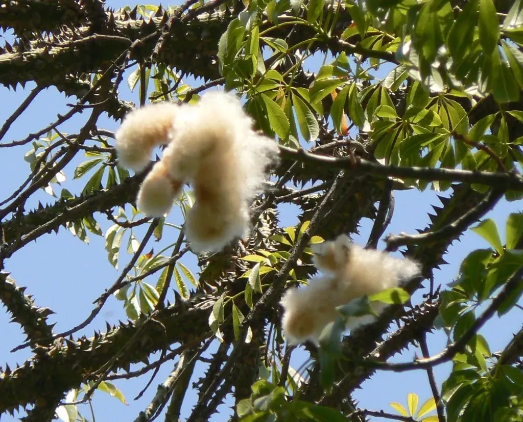 Aquarius – Silk Floss Tree (Keenan Pepper, Flickr, CC BY-SA 2.0)