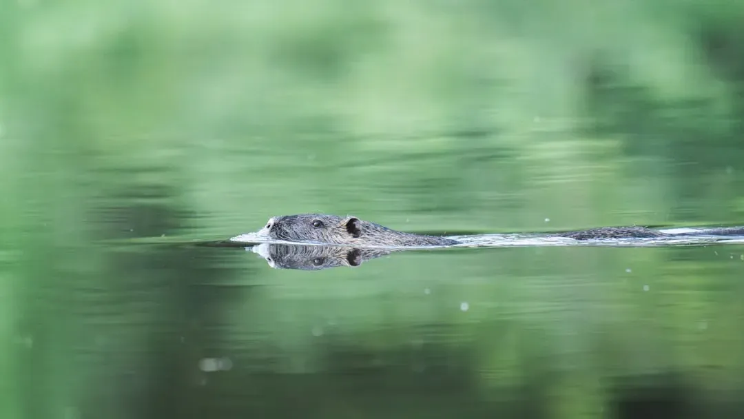 The Rat: Swimming Against Strong Currents (Image Credits: Unsplash)