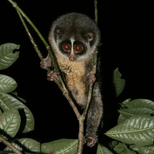 #14 - The Pop-Eyed Primate Lost for 60 Years (rikkis_refuge, Flickr, CC BY 2.0)