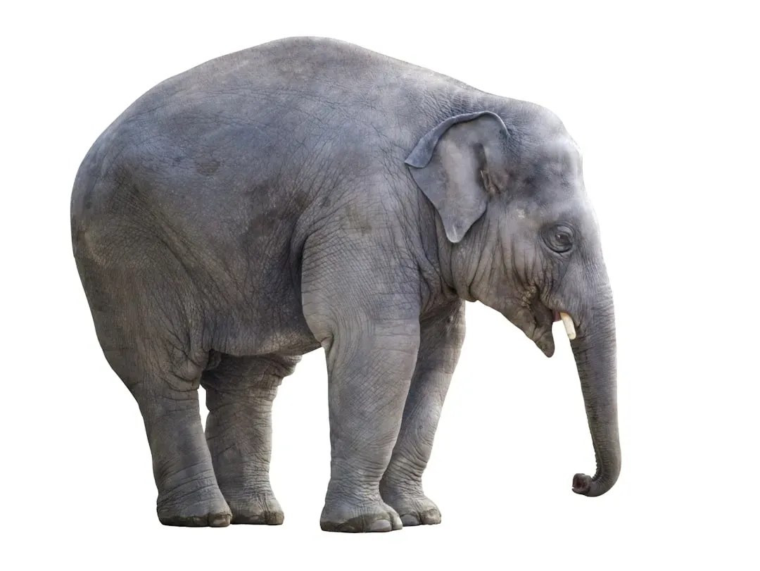 #2 - The 2028 "Mammoth" Might Never Actually Be Born on Schedule (Image Credits: Unsplash)