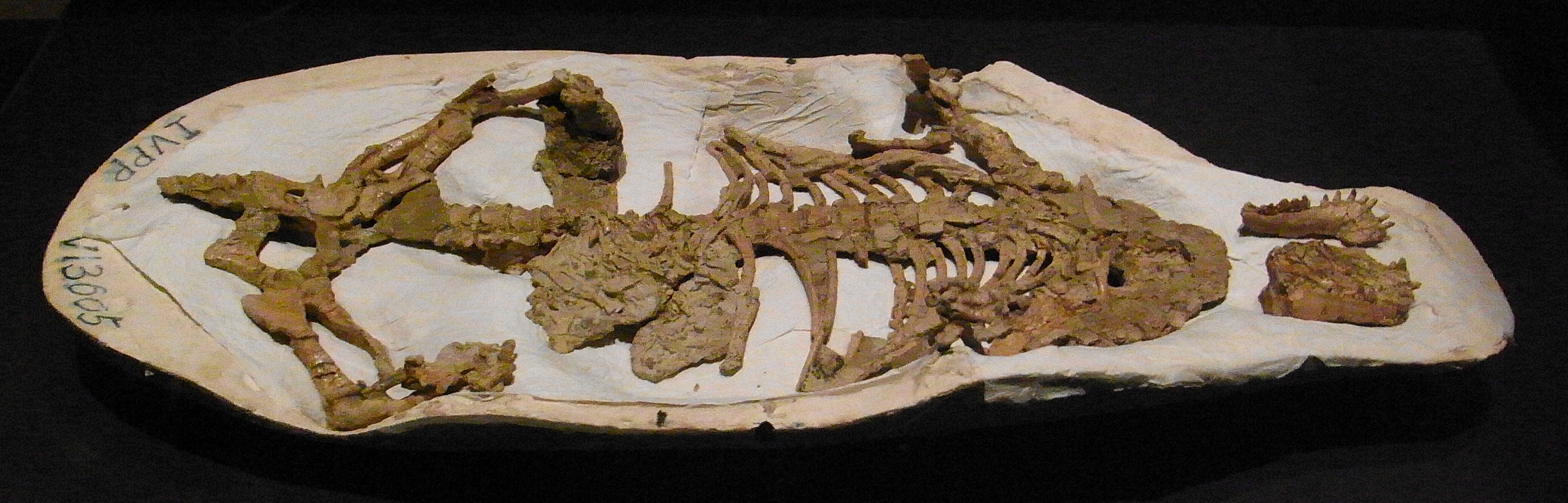 Direct Combat Fossils Reveal Predator-Prey Dynamics (Image Credits: Wikimedia)