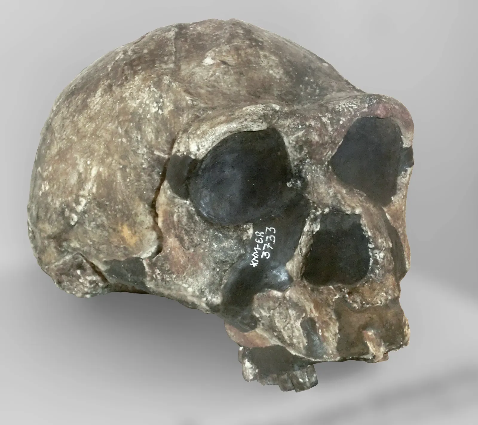 #3 - Koobi Fora (Kenya): Multiple Human Species in a Stratigraphic Tangle (By Gunnar Creutz, CC BY-SA 4.0)