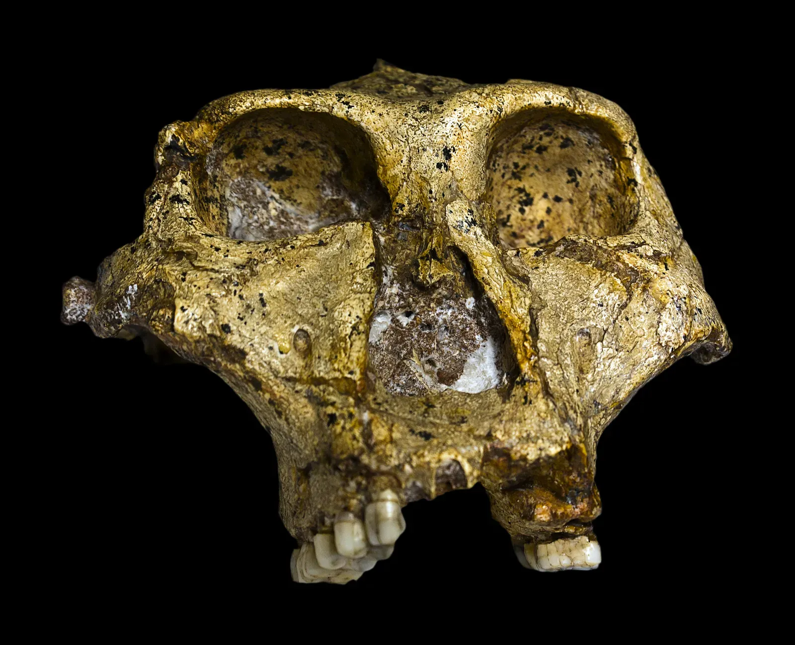 #11 - Paranthropus robustus Just Lost Its Behavioral Excuse for Separation (By Ditsong National Museum of Natural History, CC BY-SA 4.0)