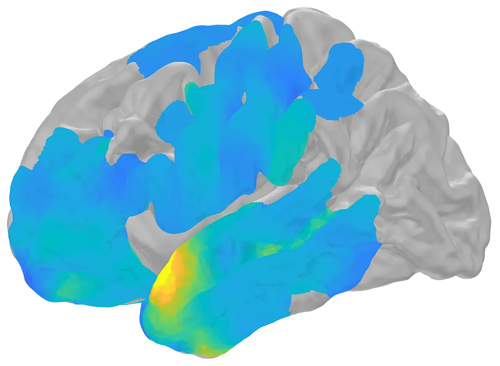 2. Ride Your Brain's Natural Energy Waves (Image Credits: Wikimedia)