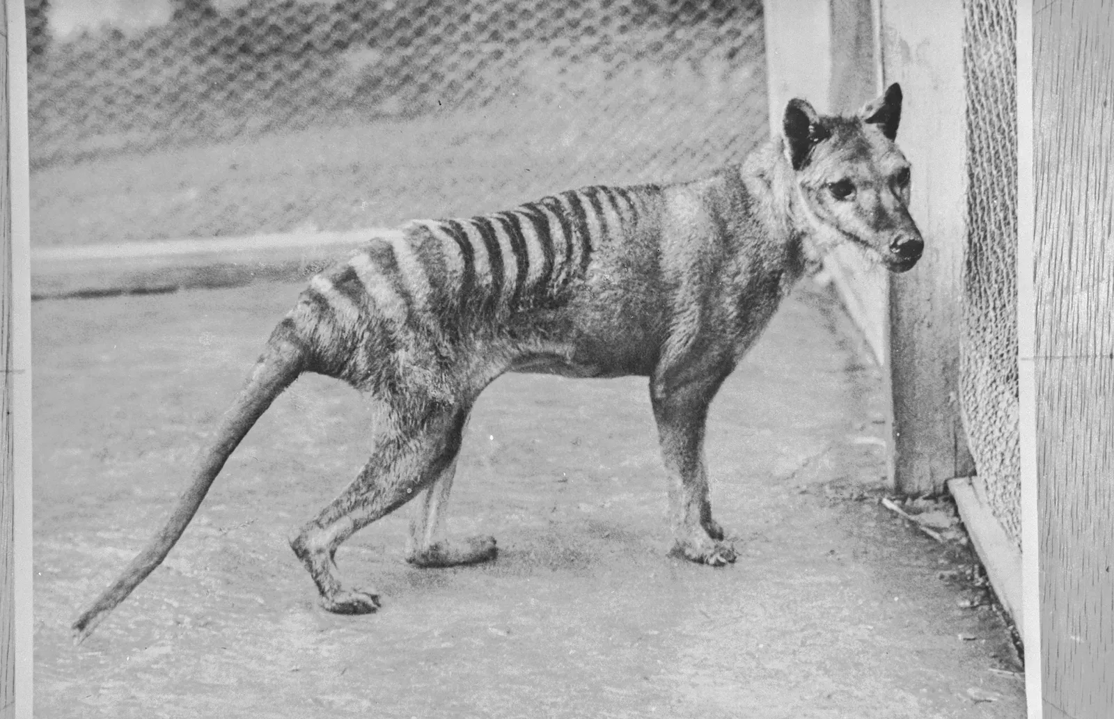 The Animal Officially Declared Extinct in 1936 (Tasmanian Archives, NS4371-1-1063, https://stors.tas.gov.au/NS4371-1-1063#, Public domain)