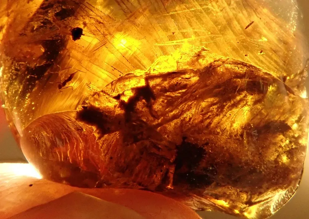 7. A Dinosaur Tail in Amber: A Tiny Time Capsule of Feathers From the Age of Dinosaurs (Image Credits: Flickr)