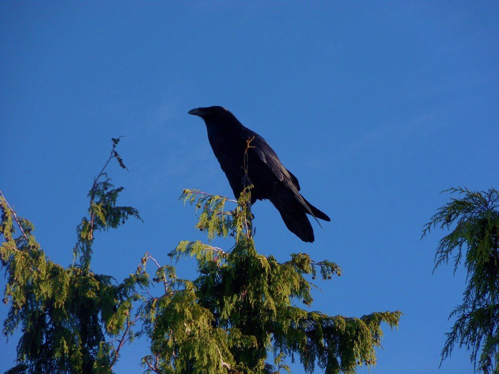 You're Fiercely Loyal Yet Highly Independent (Image Credits: Flickr)