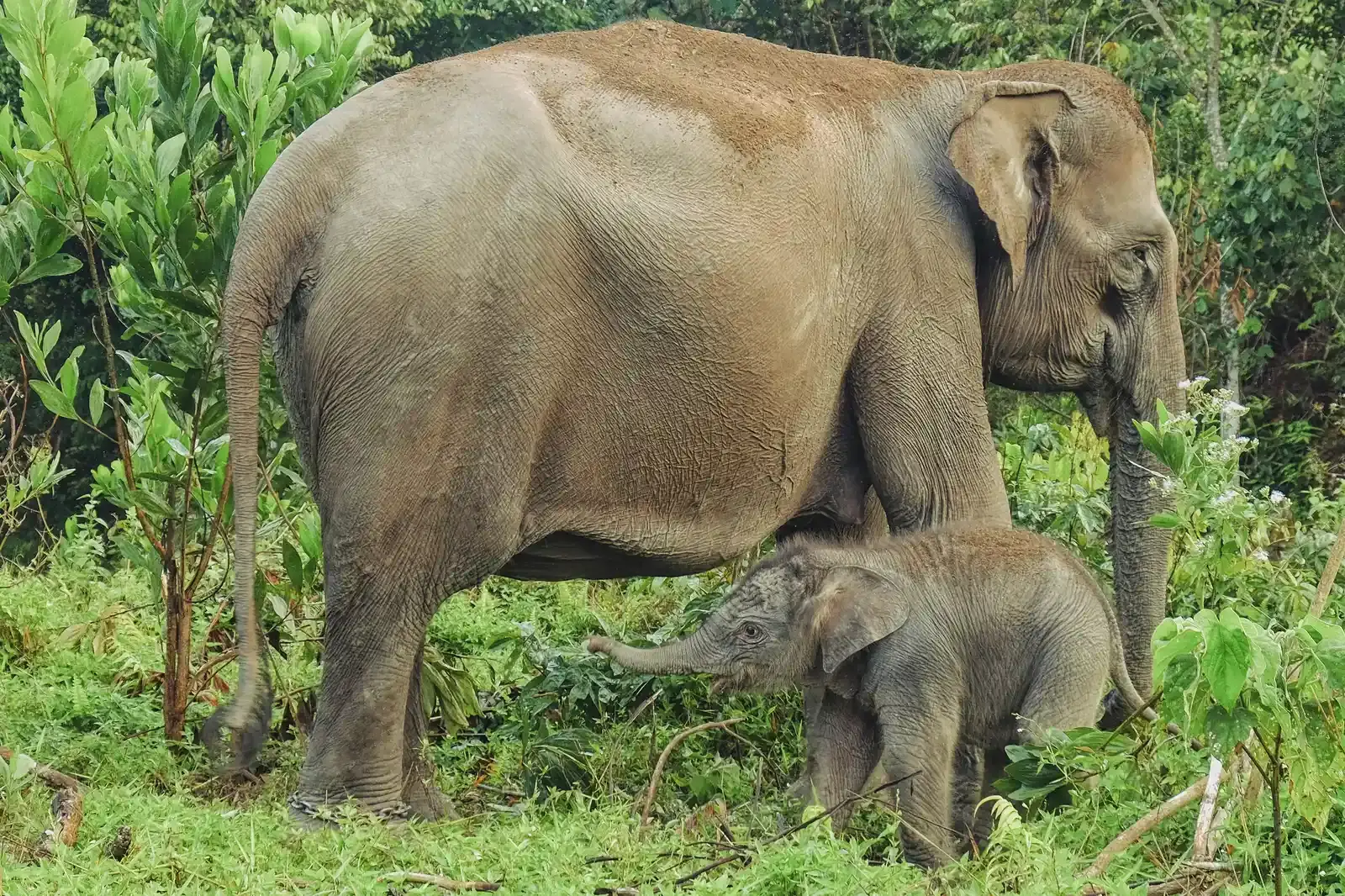 Sumatran Elephant: Forest Giants Under Siege (Image Credits: Wikimedia)
