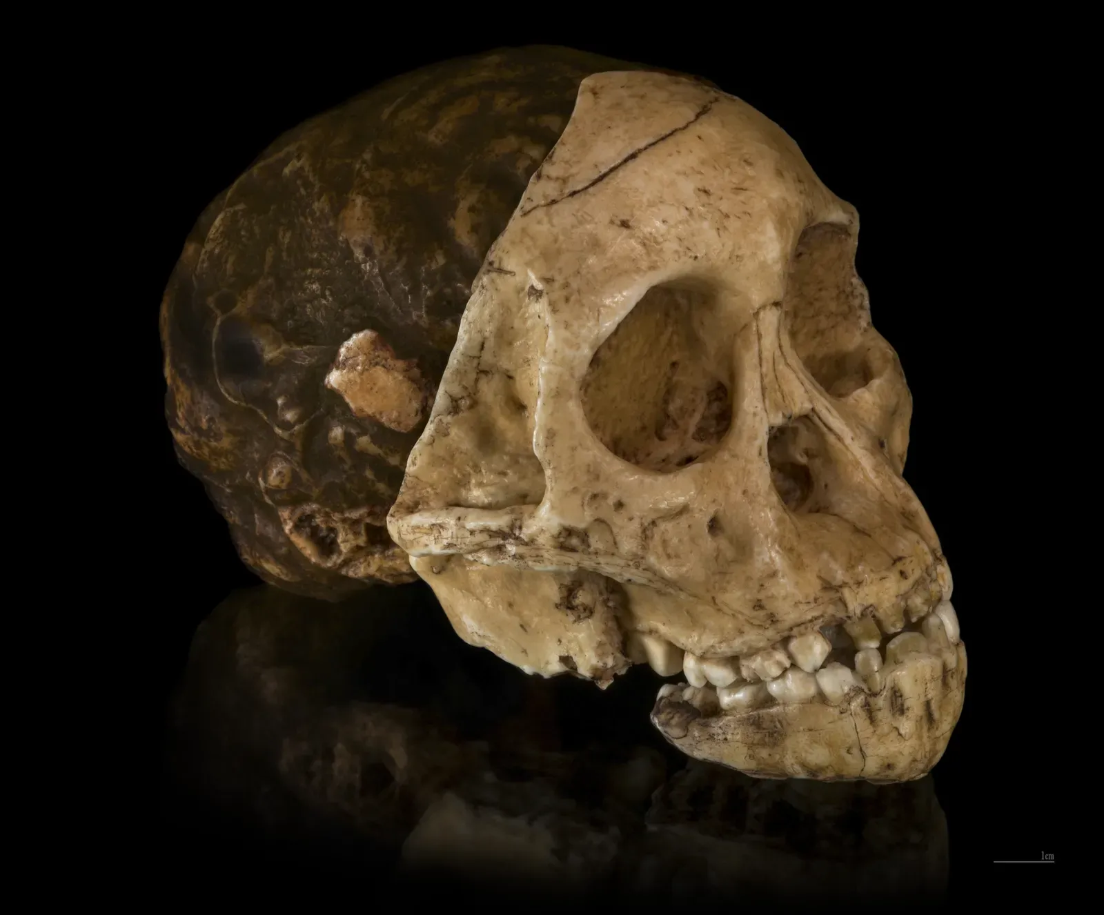 #4 - Taung Child: Rejected by the Scientific Establishment for Nearly a Decade (By Didier Descouens, CC BY-SA 4.0)