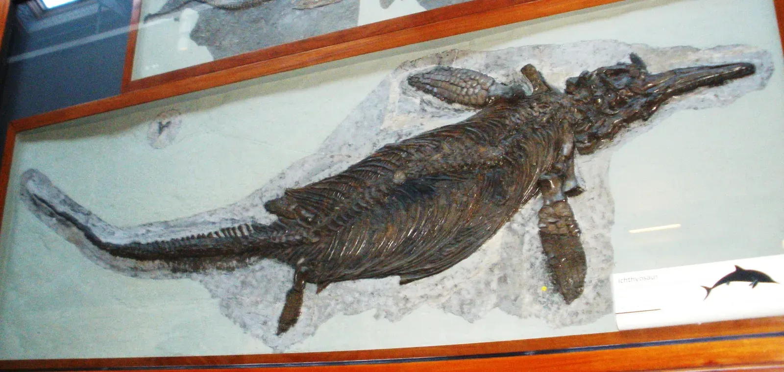 2. The Ichthyosaur's Blubber Layer - A Warm-Blooded Secret Hidden in Stone (Image Credits: Wikimedia)