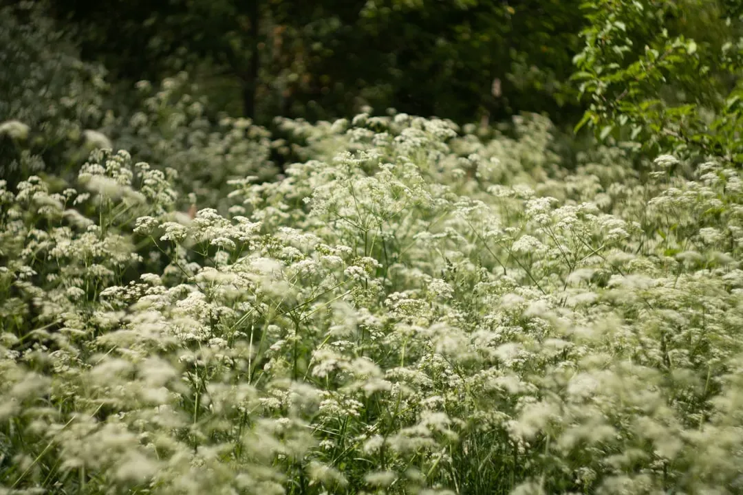 The Dawn of Angiosperm-Dominated Forests (Image Credits: Unsplash)