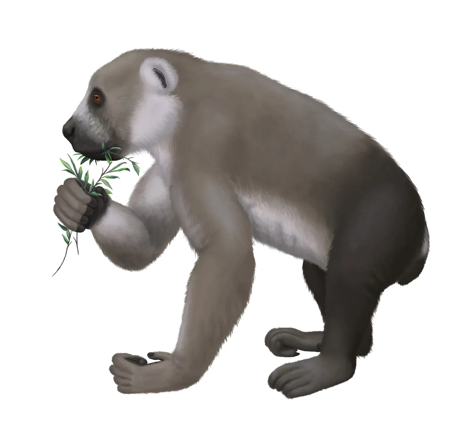 Archaeoindris: The Gorilla-Sized Giant Lemur (Image Credits: Wikimedia)