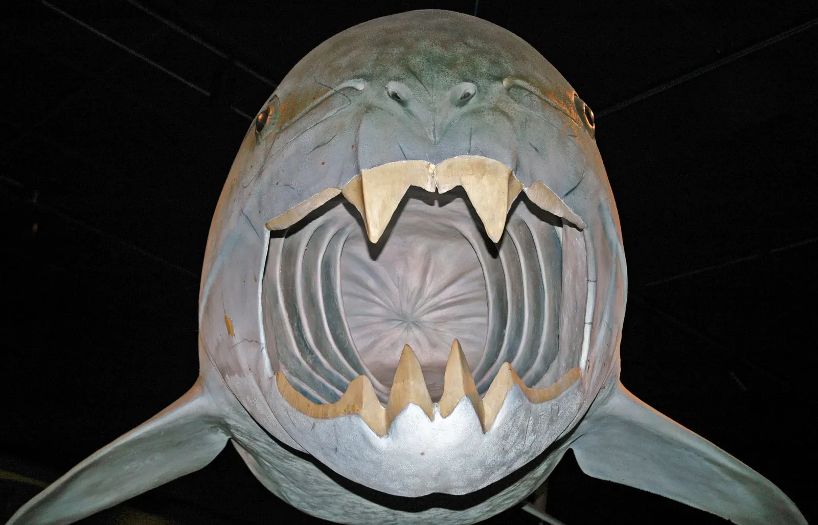 Dunkleosteus: The Armored Nightmare of the Devonian Seas (Model of Dunkleosteus terrelli (fossil placoderm) (Late Devonian; Cleveland, Ohio, USA) 5, CC BY 2.0)