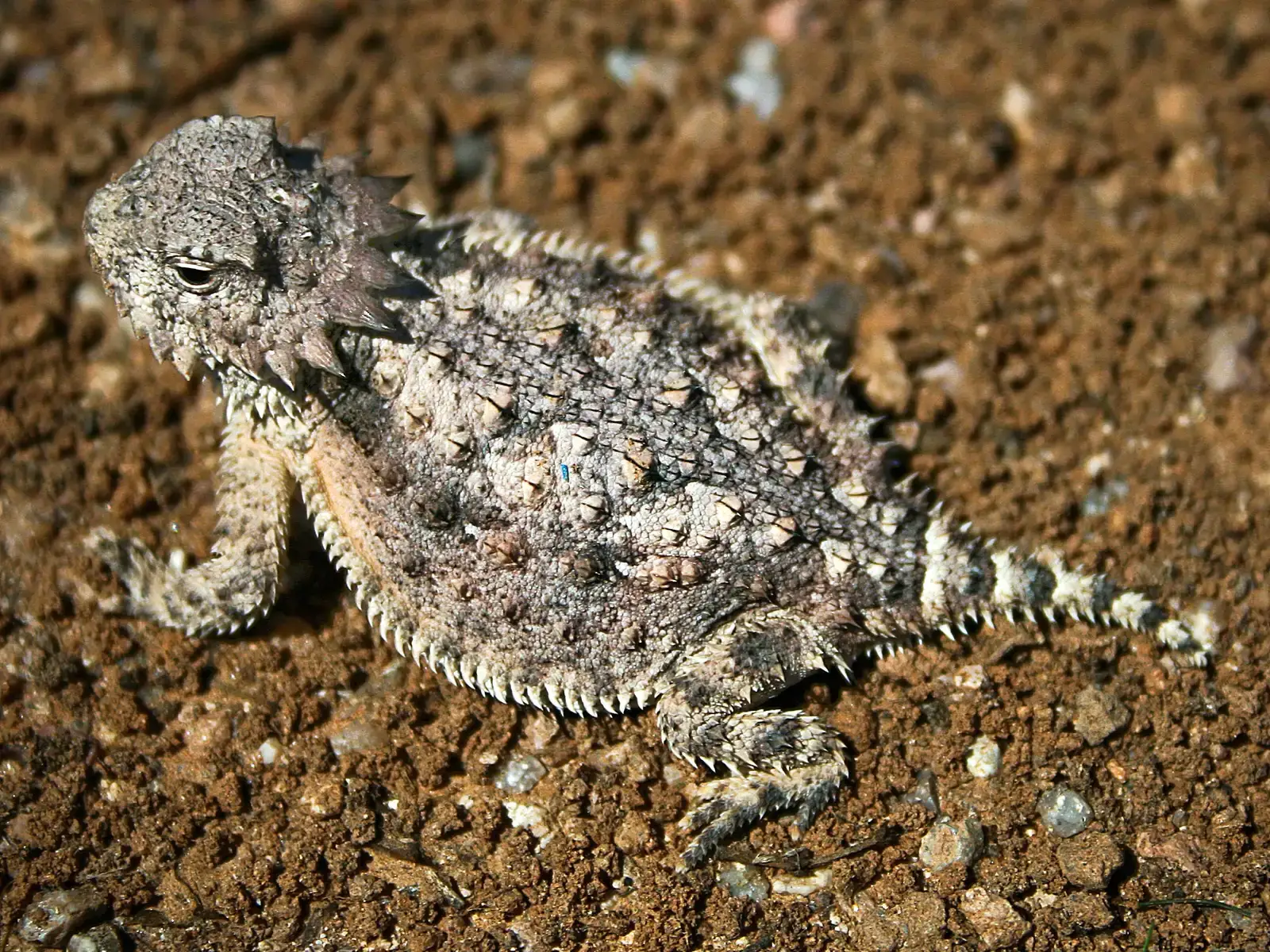 4. The Horned Lizard's Blood-Squirting Eyes (Image Credits: Wikimedia)