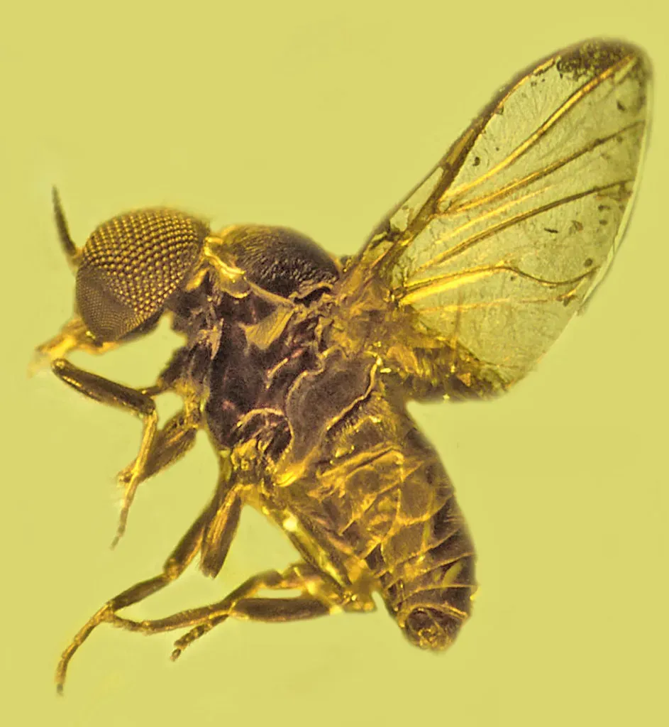 2. The 151-Million-Year-Old Fly That Flipped Insect History Upside Down (Oregon State University, Flickr, CC BY-SA 2.0)