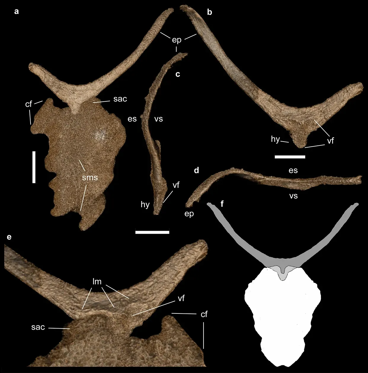 Bones, Wishbones, and the Skeleton You Share With Prehistory (Image Credits: Wikimedia)