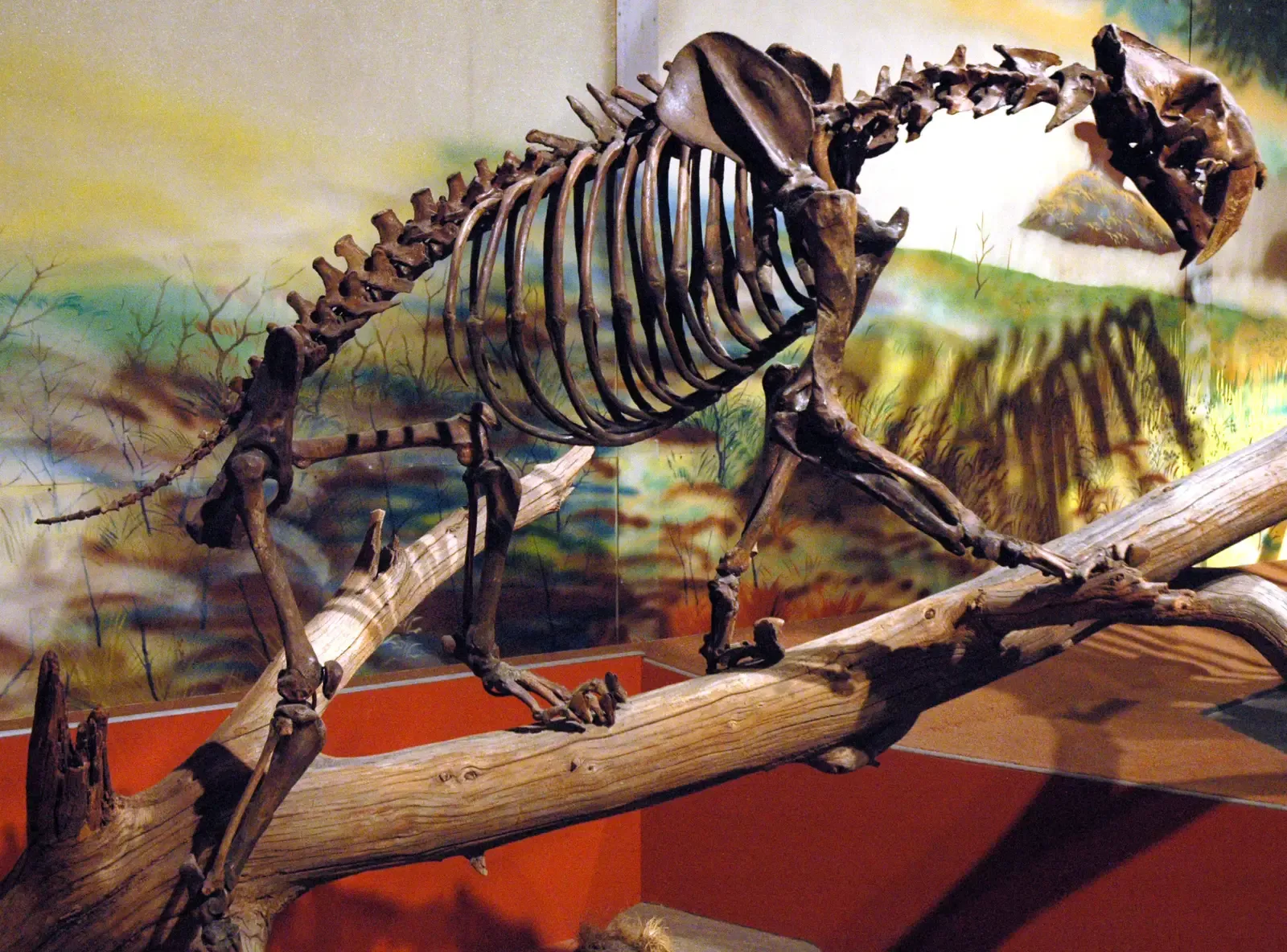 3. Their bodies were powerlifters, not sprinters (Smilodon californicus saber-toothed tiger (La Brea Asphalt, Upper Pleistocene; Rancho La Brea tar pits, Los Angeles, southern California, USA) 2, CC BY 2.0)