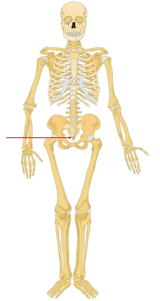 4. You’re Quietly Carrying A Tail’s Ghost In Your Lower Back (Ted Zhu, Flickr, CC BY-SA 2.0)