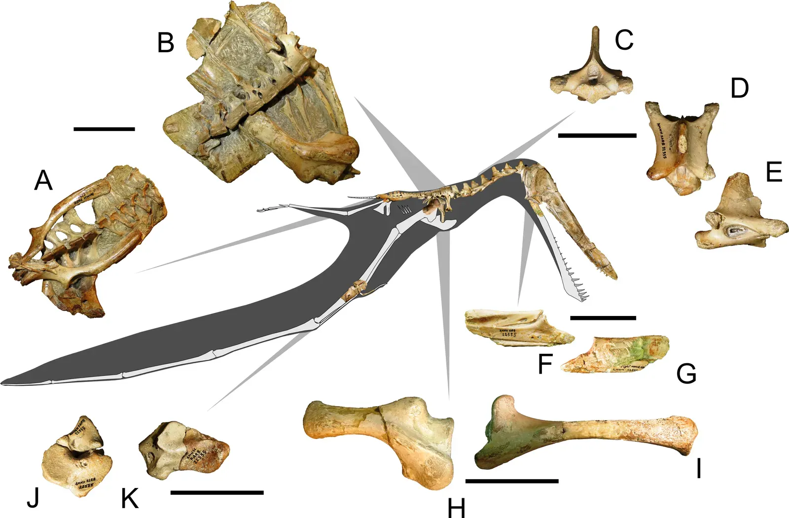 Conclusion (fig. 2 in: Anhanguera taxonomy revisited: is our understanding of Santana Group pterosaur diversity biased by poor biological and stratigraphic control? PeerJ 5:e3285, doi:10.7717/peerj.3285, CC BY 4.0)