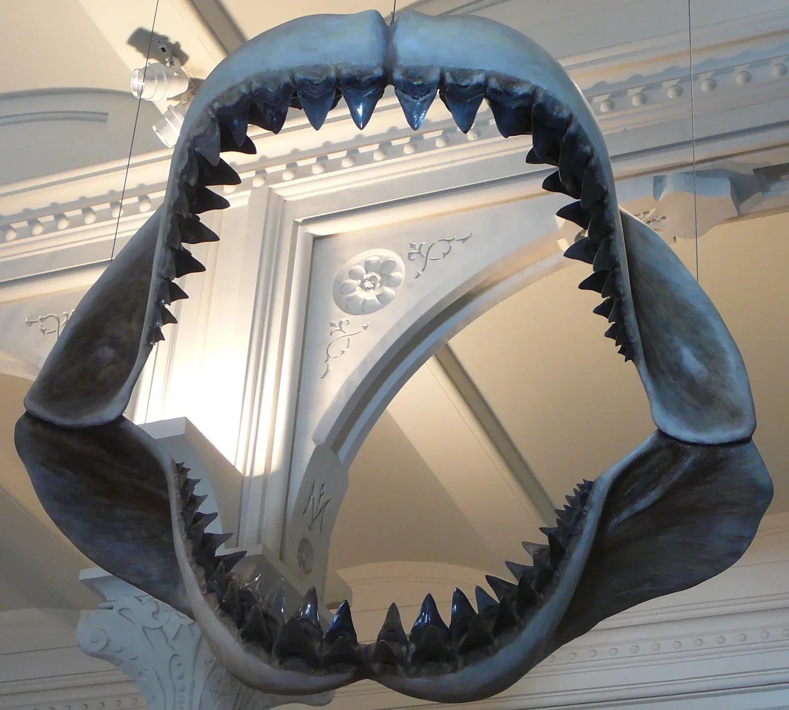 Why Giant Sharks Feel More Terrifying Than Dinosaurs (Transferred from en.wikipedia to Commons by FunkMonk using CommonsHelper., Public domain)