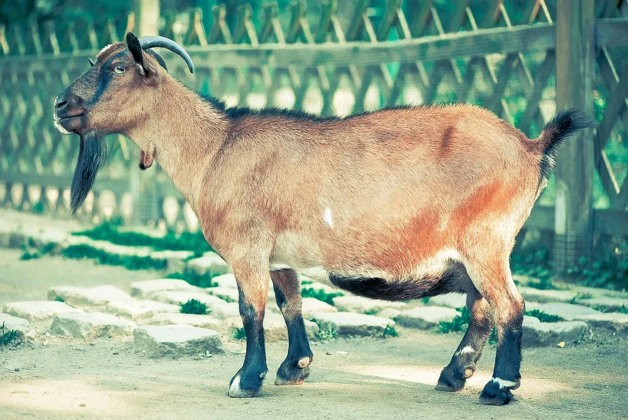 Goat: Excellent Fortune Across All Life Areas (Image Credits: Pixabay)