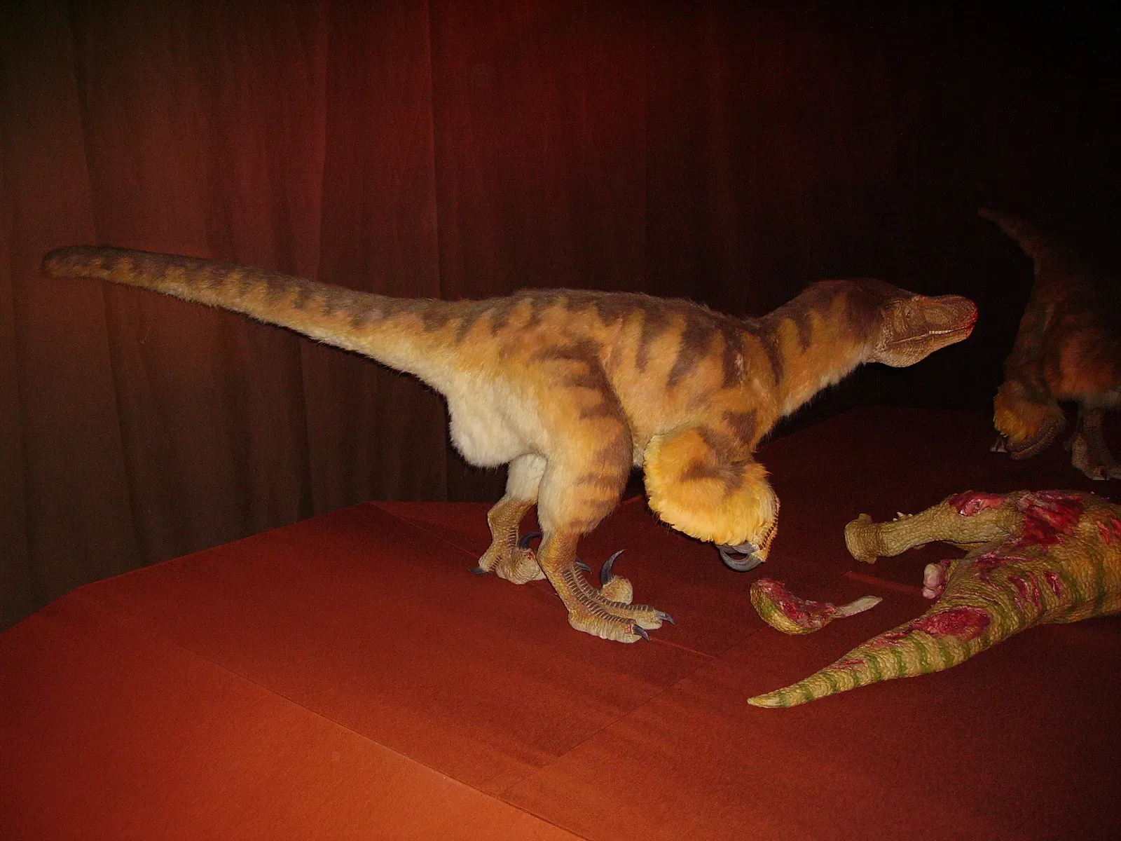 17. Velociraptor: The Naked Movie Star That Grew Feathers Overnight (Own workTransferred from en.wikipedia, CC BY-SA 3.0)