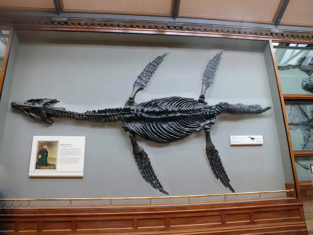 Mary Anning's Ichthyosaur Discovery (Image Credits: Flickr)