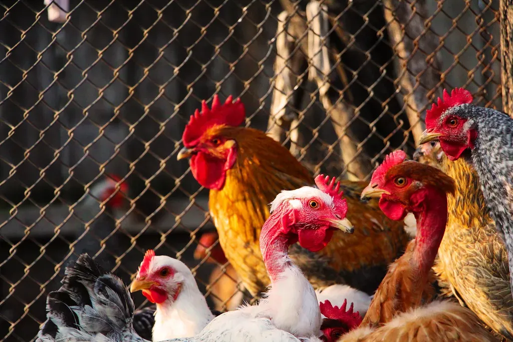 1. Chickens: The T-Rex You Had for Lunch (Haut Duval, Flickr, CC BY 2.0)