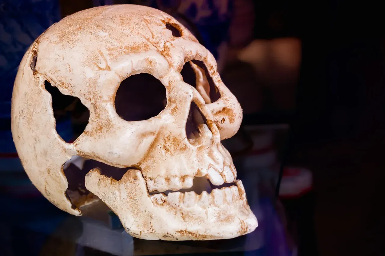#8 - A Real Human Skull Hidden Inside A Taxidermy Lion Attack (Image Credits: Pixabay)