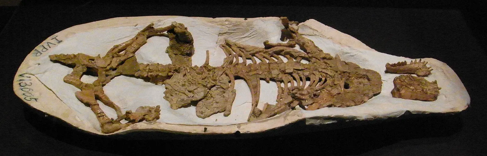 A Mammal Attacked a Dinosaur, and We Have the Fossil Proof (Image Credits: Wikimedia)