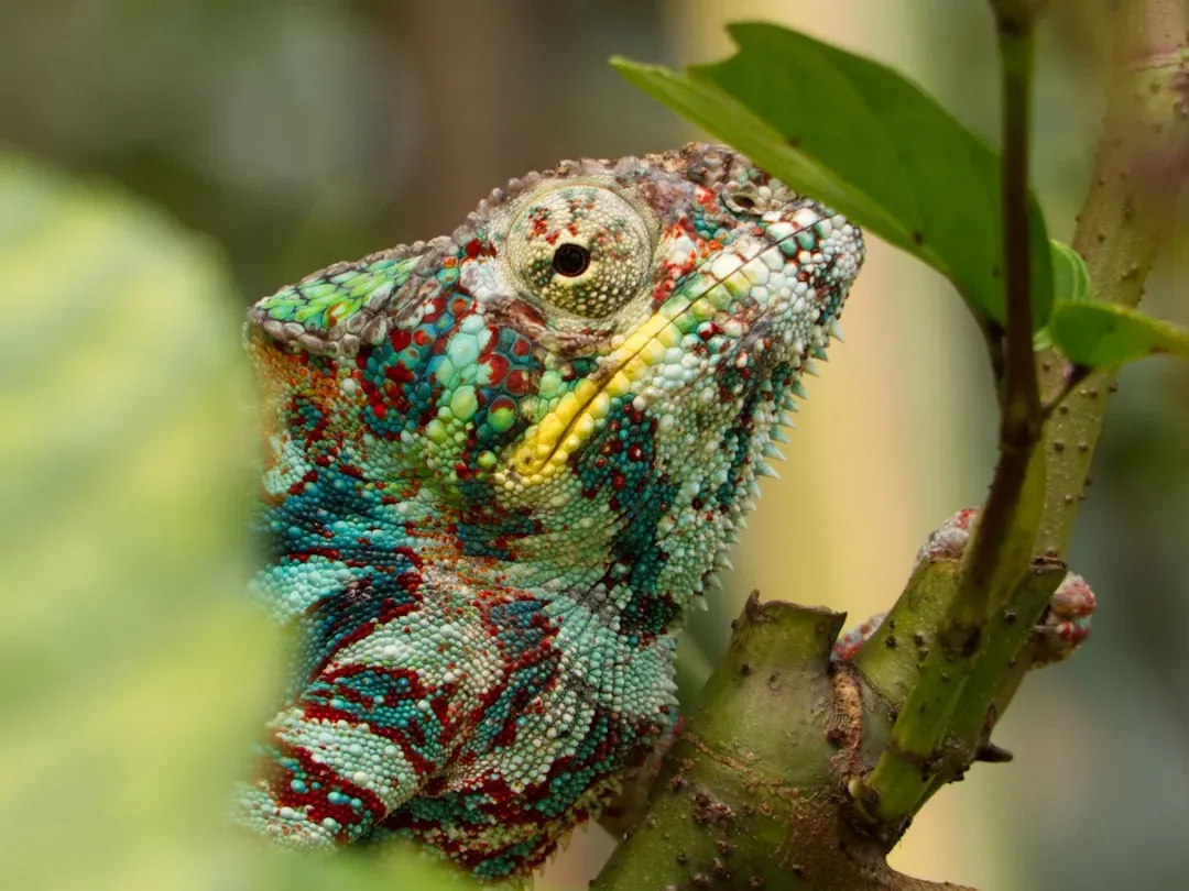 Libra – The Masked Chameleon (Image Credits: Unsplash)