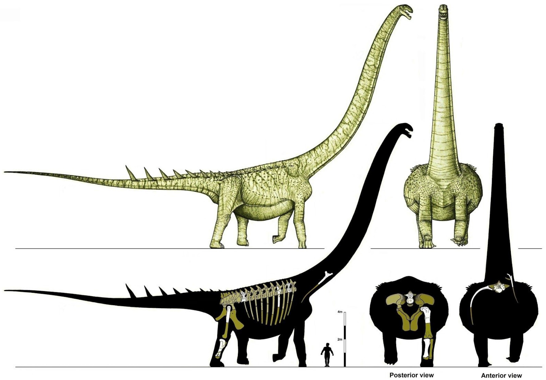Ruyangosaurus giganteus - The Chinese Heavyweight (Image Credits: Wikimedia)