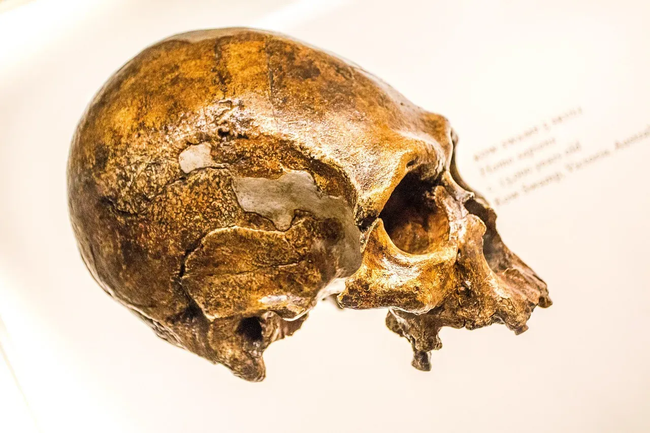 Brains, But Not Just Bigger Brains (Image Credits: Pixabay)
