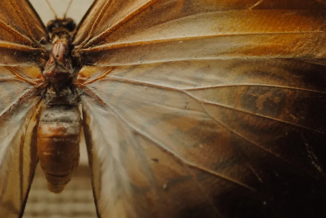 2. The First Winged Insects: Flight's Quiet Revolution (Image Credits: Unsplash)