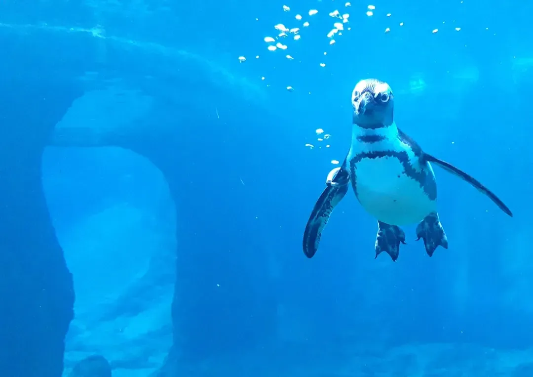 Why Swimming Like a Penguin Was Such a Smart Move (Image Credits: Unsplash)