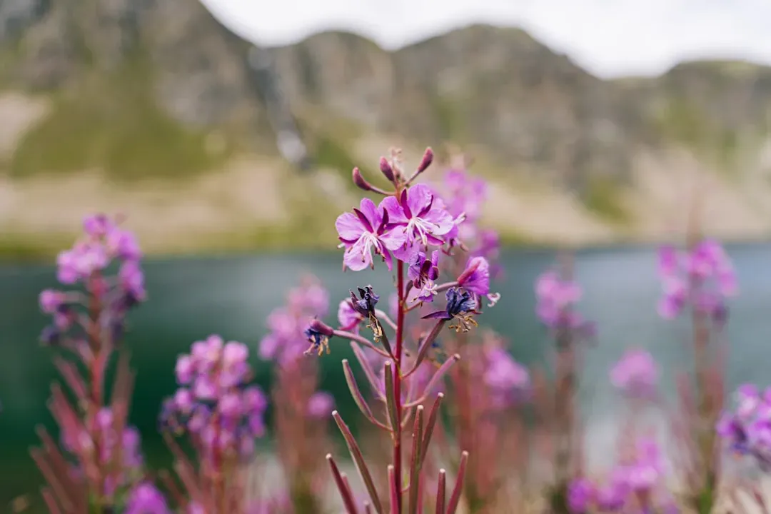 #10 - The Alpine Flora Survey That Abandoned Its Highest Plots (Image Credits: Unsplash)